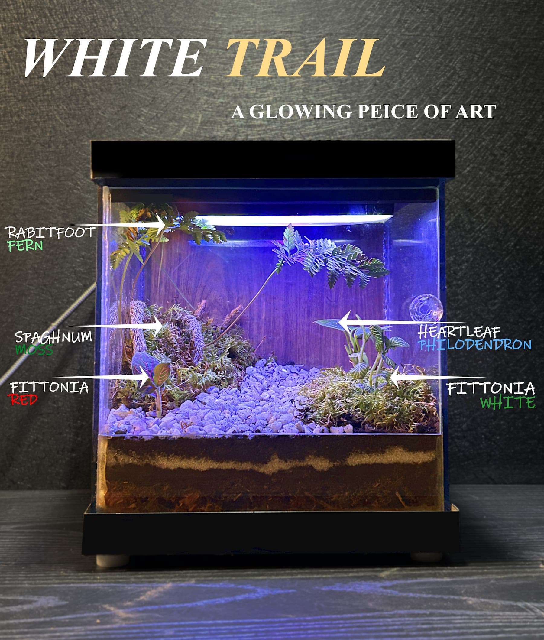 White Trail - View 1