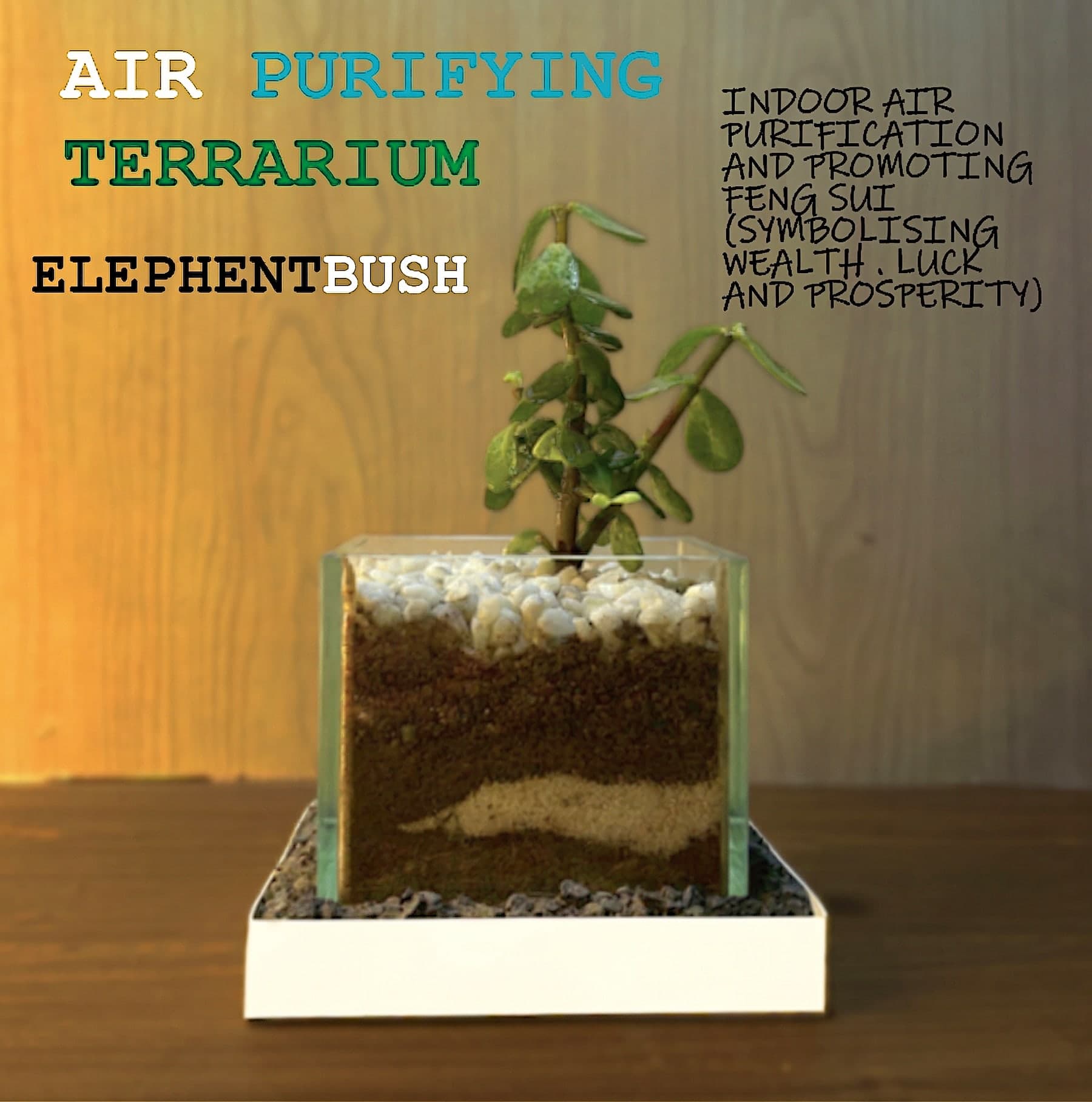 Jade Harmony Terrarium - View 1