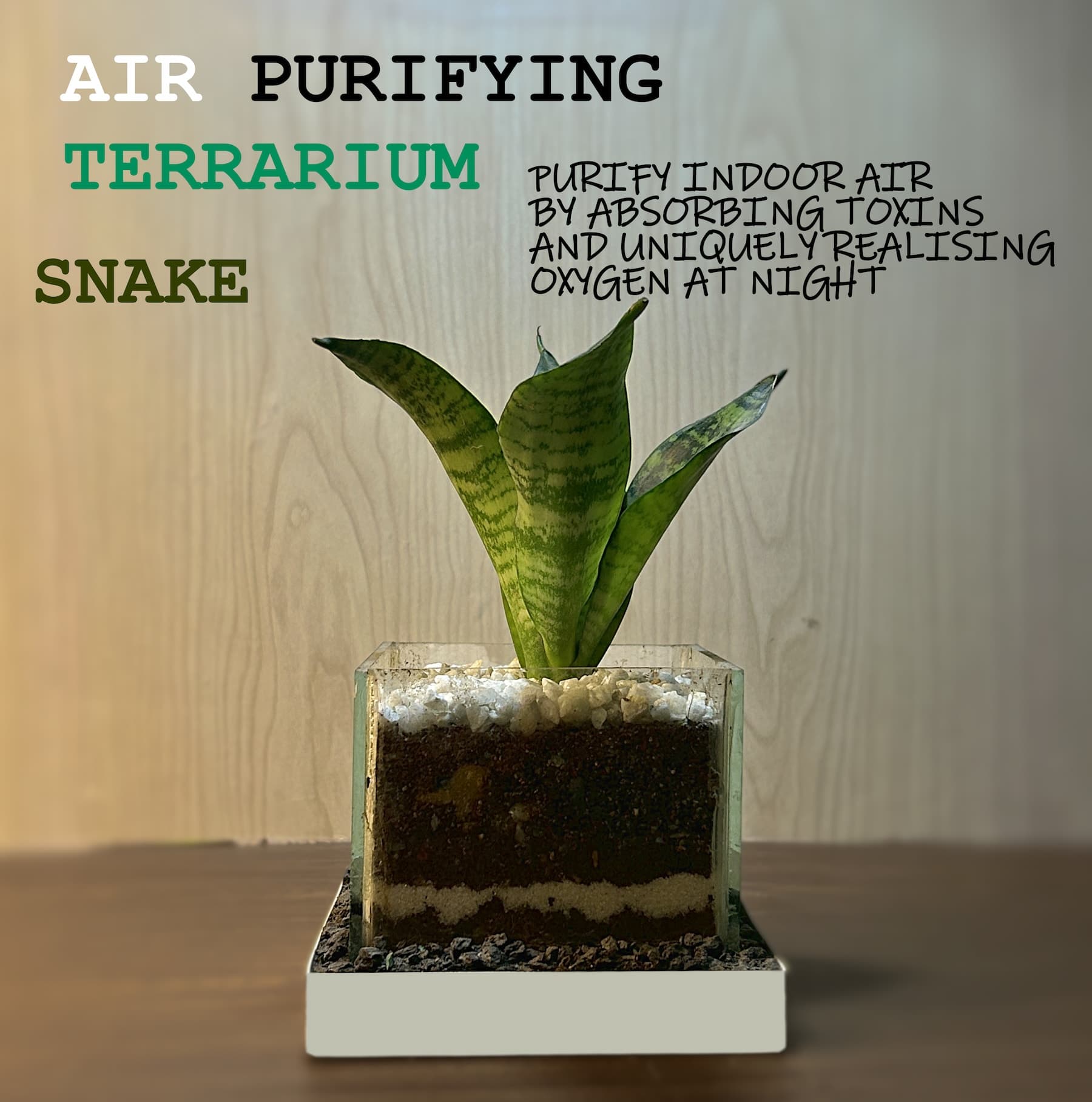 Air Purifying Terrarium - View 1