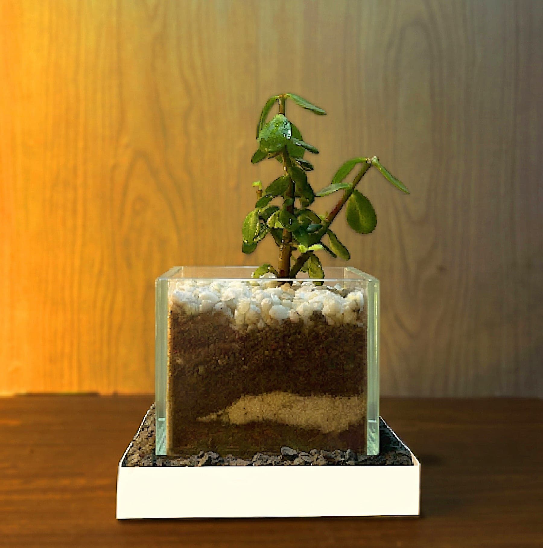 Jade Harmony Terrarium