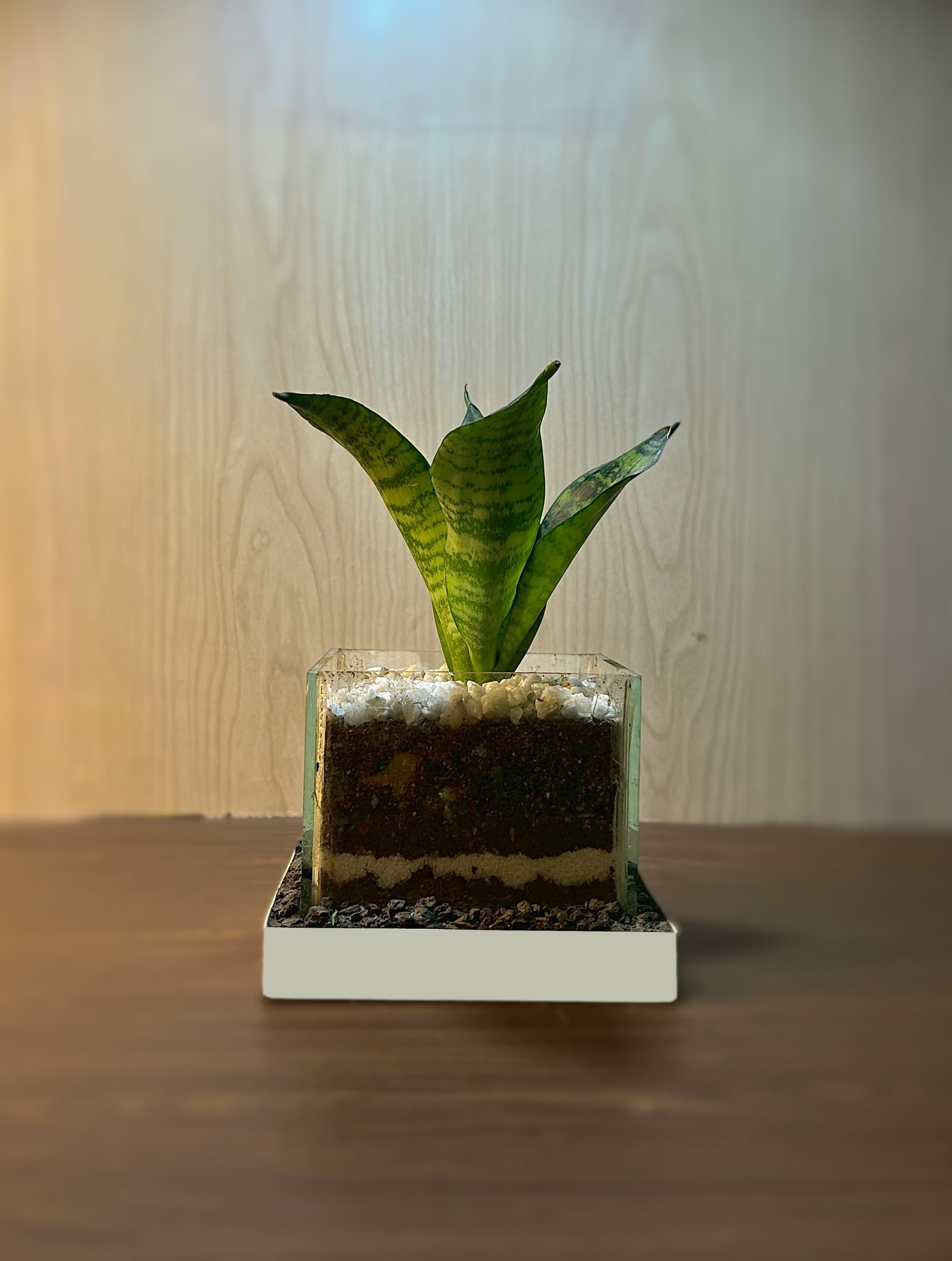 Air Purifying Terrarium