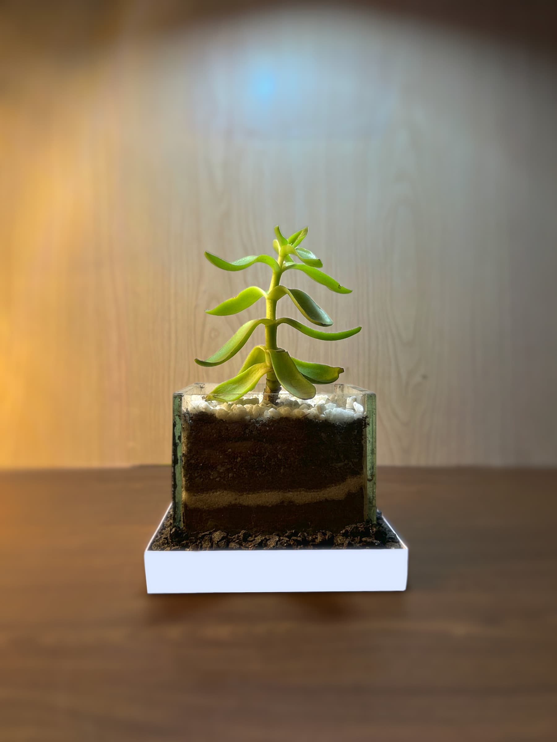 Red Campfire Terrarium thumbnail 2