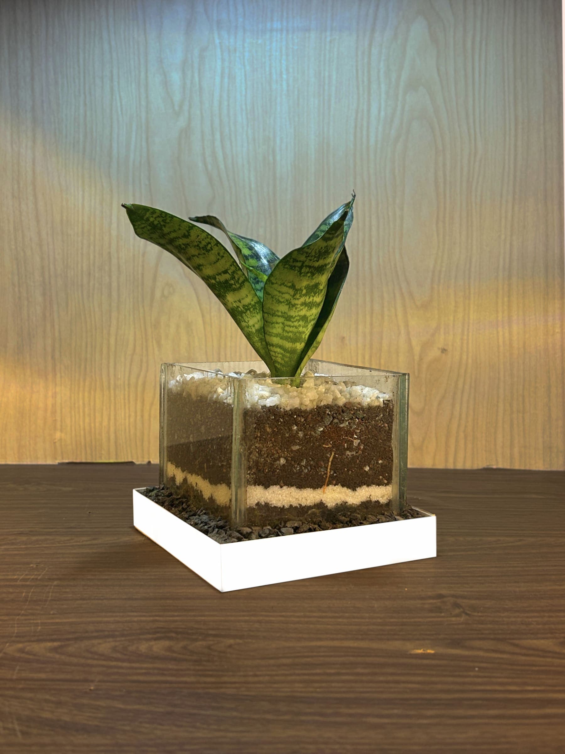 Air Purifying Terrarium thumbnail 3