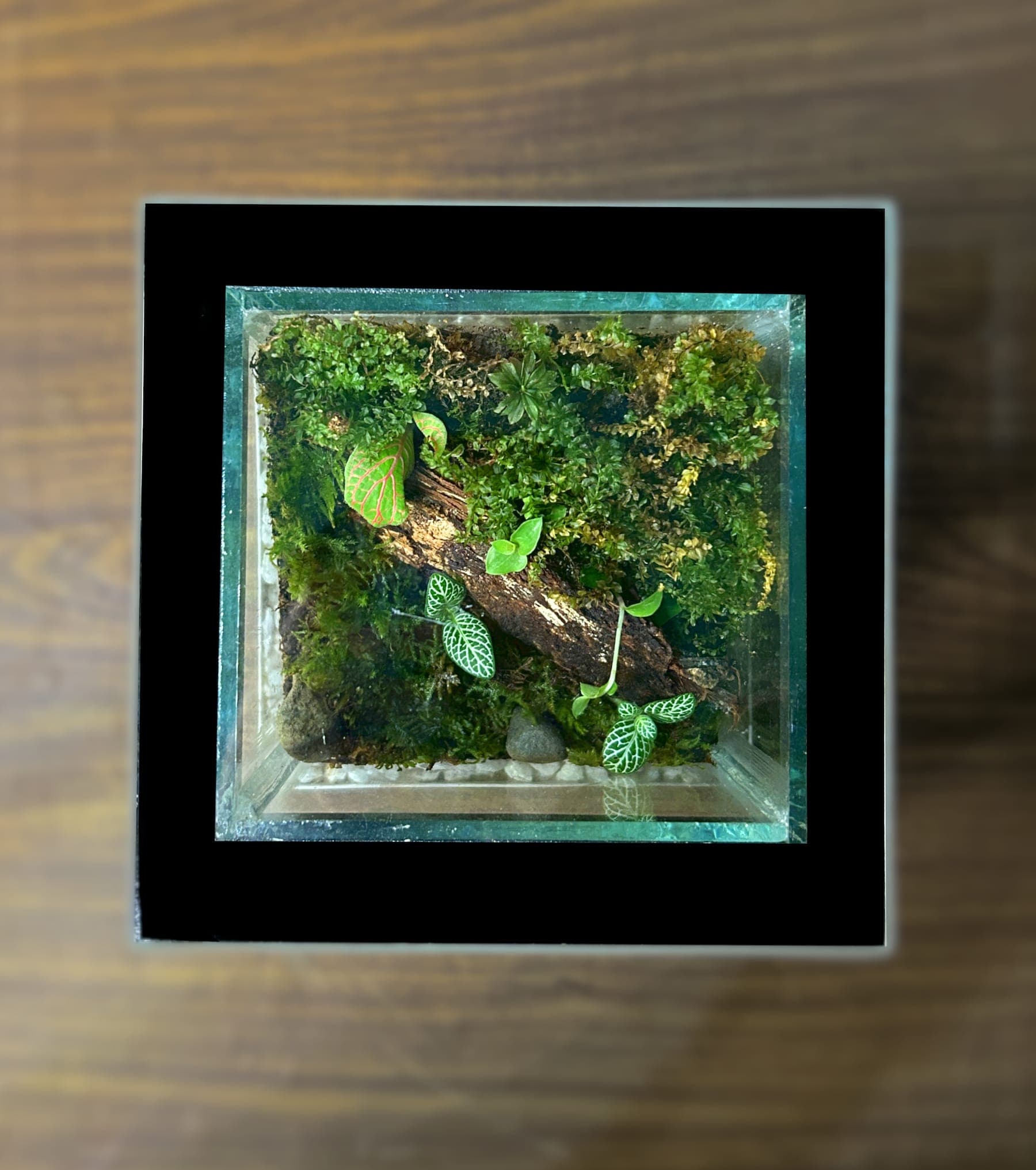 Mini Forest thumbnail 3