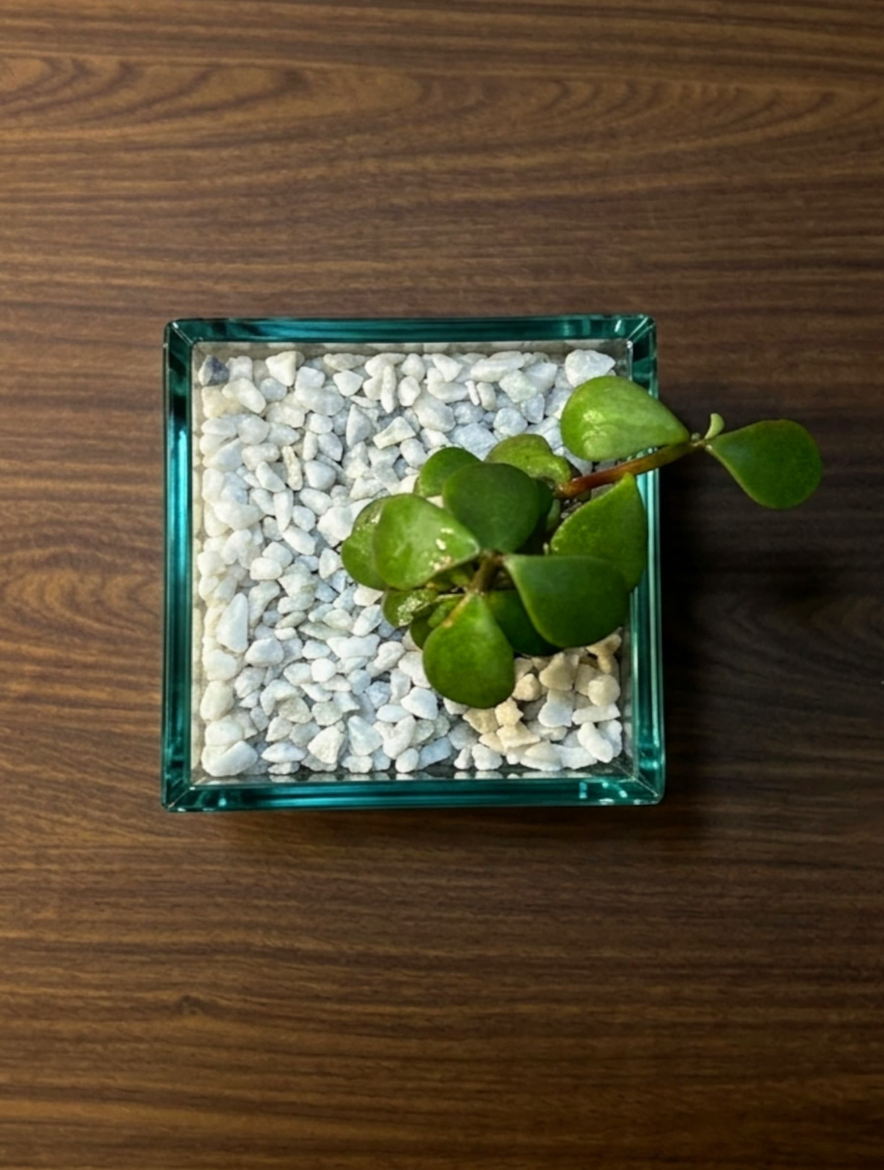 Jade Harmony Terrarium thumbnail 4