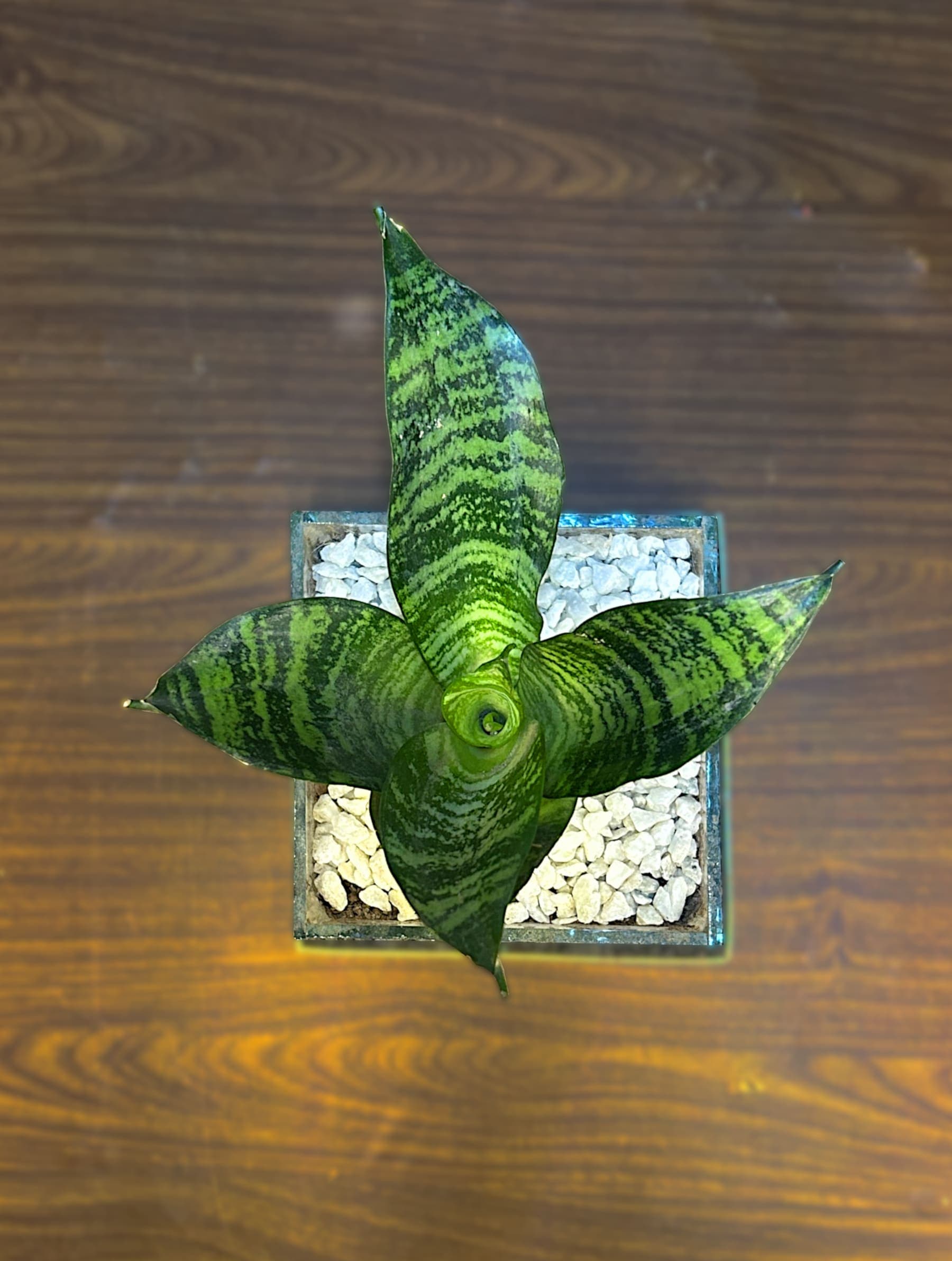 Air Purifying Terrarium thumbnail 4