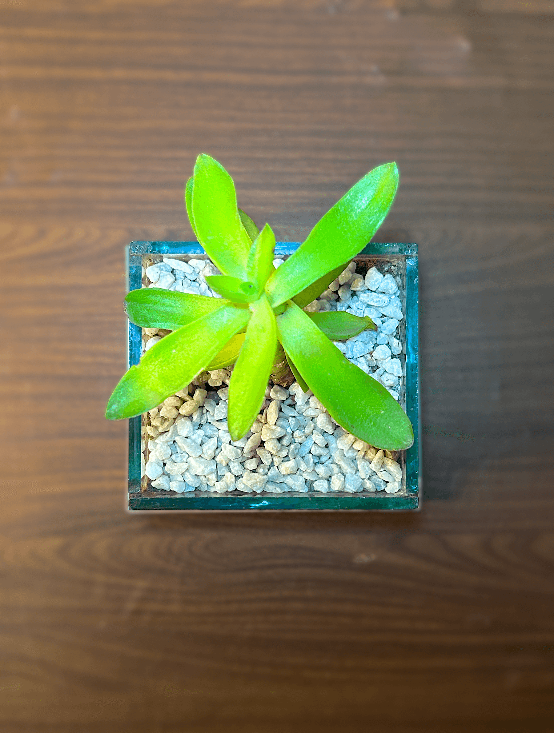 Red Campfire Terrarium thumbnail 4