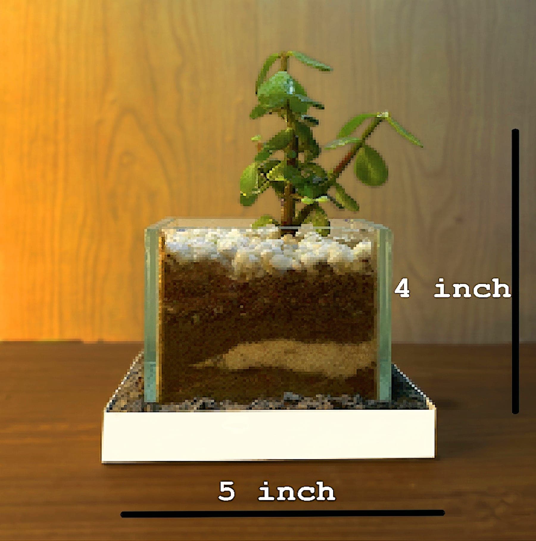 Jade Harmony Terrarium thumbnail 5