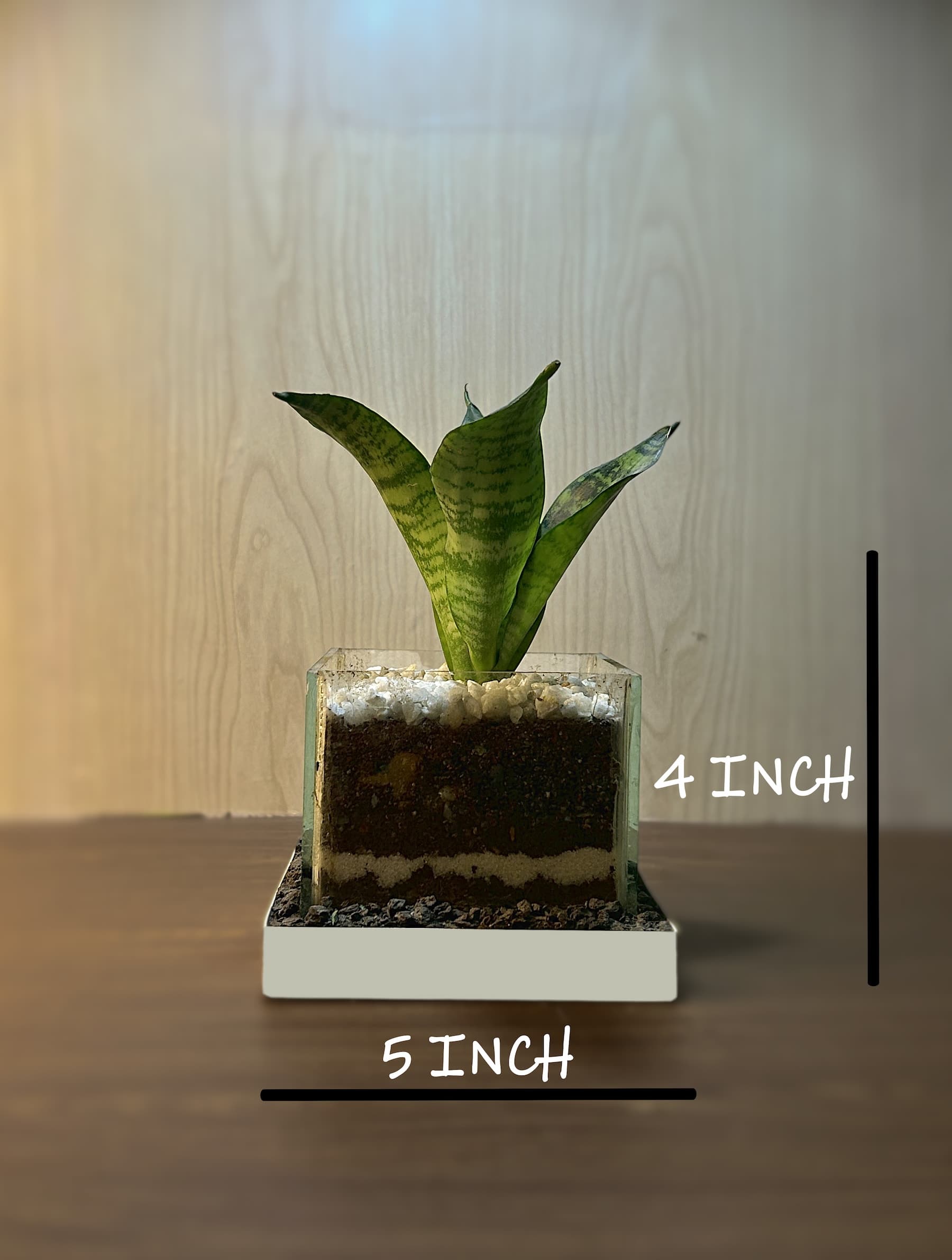 Air Purifying Terrarium thumbnail 5