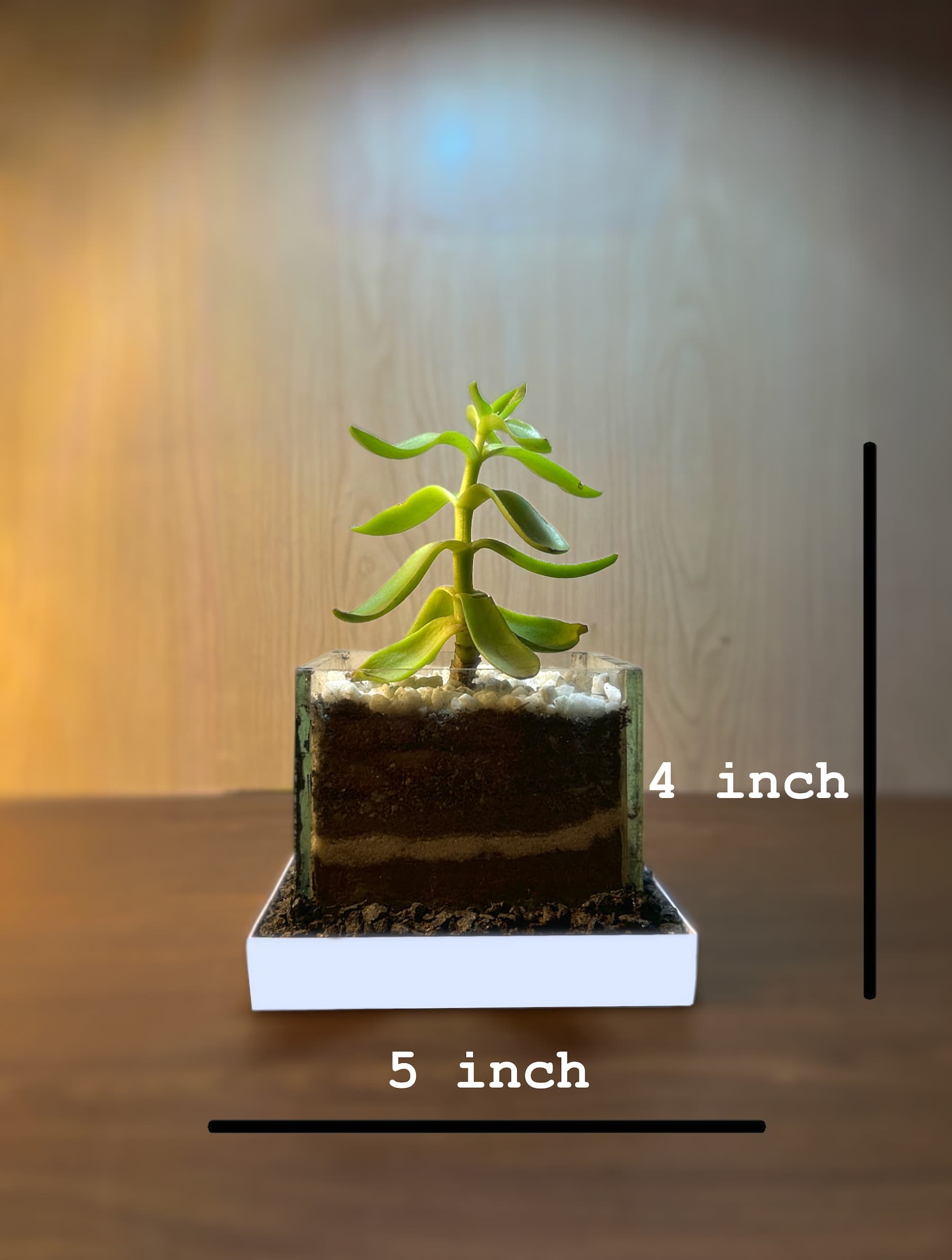 Red Campfire Terrarium thumbnail 5